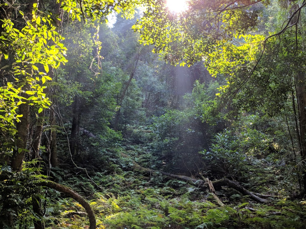 Box Cutting Rainforest Walk | Box Cutting Rd, Kianga NSW 2546, Australia