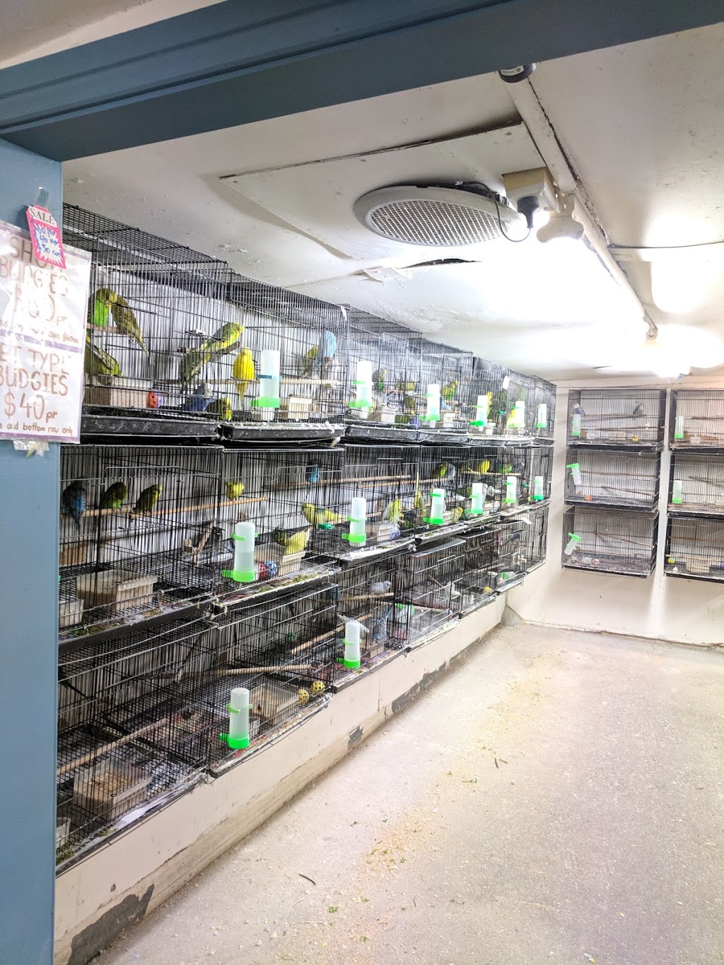 Ace Colony Birds | pet store | 258 Great Western Hwy, Wentworthville NSW 2145, Australia | 0296350598 OR +61 2 9635 0598