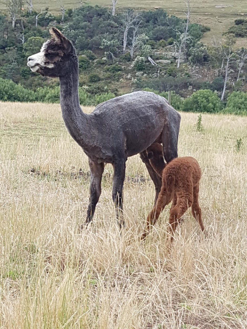 Windy Park Alpacas | zoo | Windy Park Alpacas is at Warriparinga, 2239 Pipers River Rd, Pipers River TAS 7252, Australia | 0456080485 OR +61 456 080 485