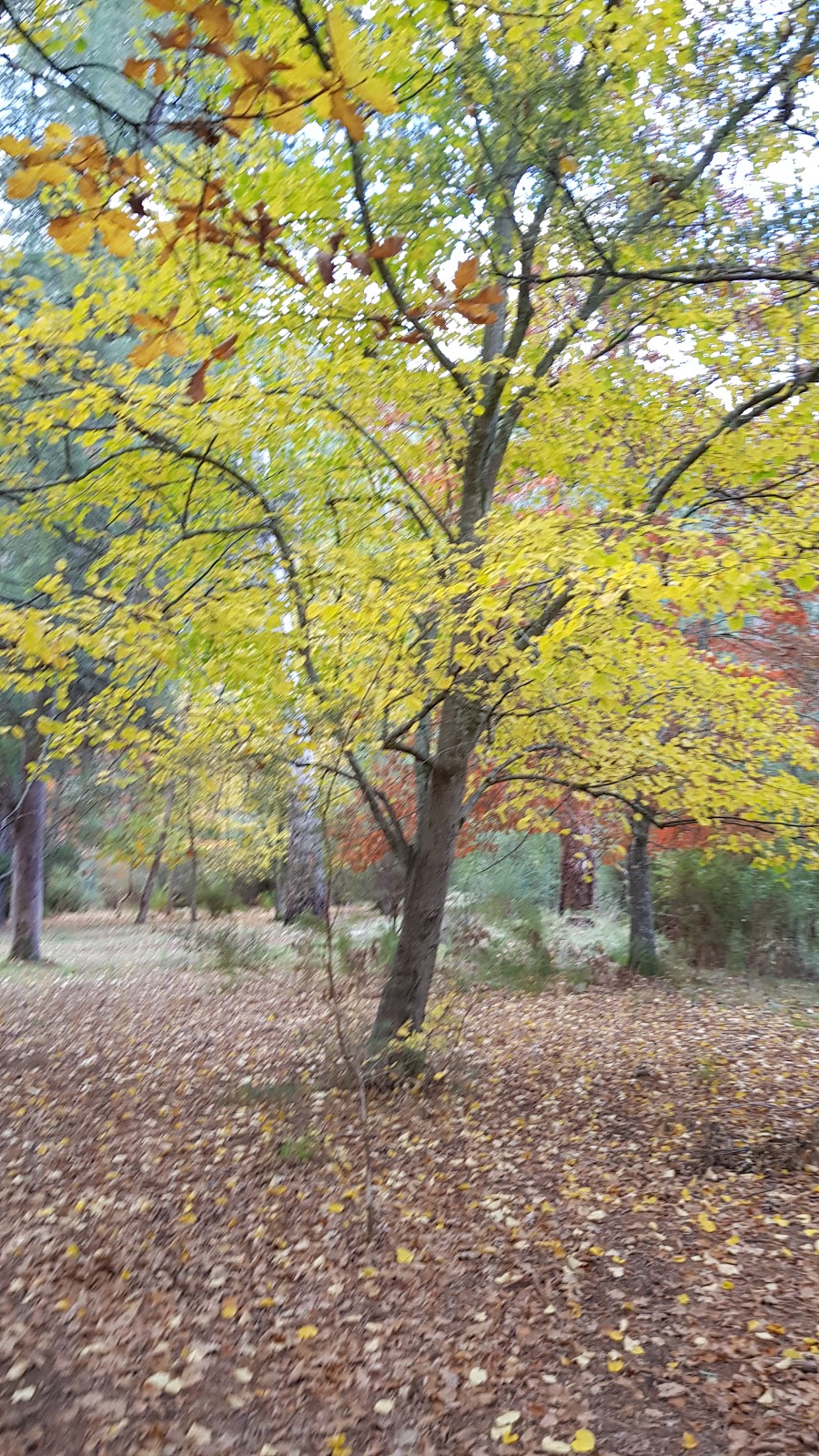 Davons Flat Campsite | Howqua Hills VIC 3723, Australia