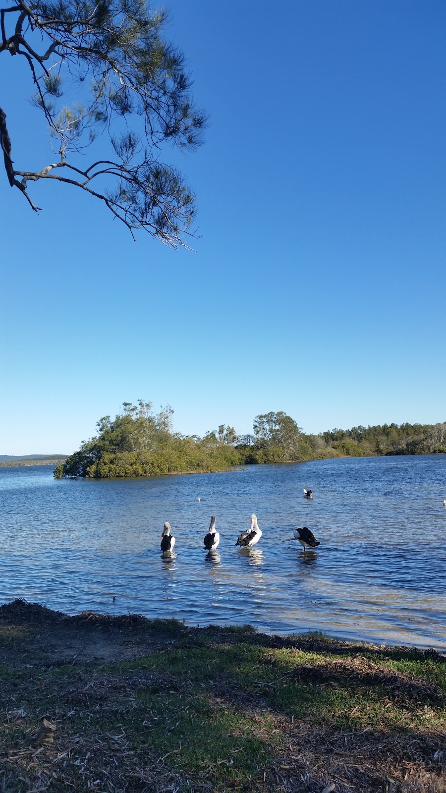 Pipers Bay Foreshore Reserve | park | Wallis Lake NSW 2428, Australia | 0265917222 OR +61 2 6591 7222