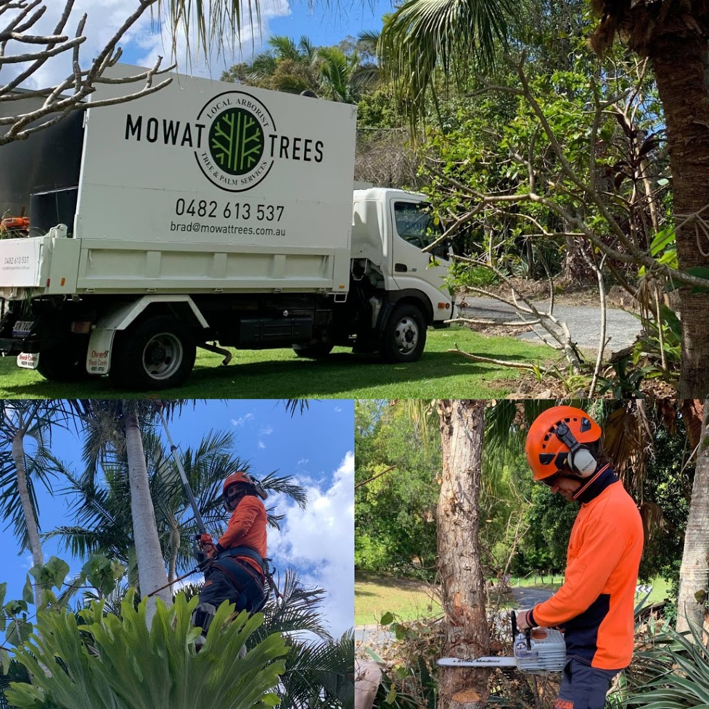 MOWAT TREES | Arborist | Tree & Palm Services | 10 Market St, Carrara QLD 4221, Australia | Phone: 0482 613 537