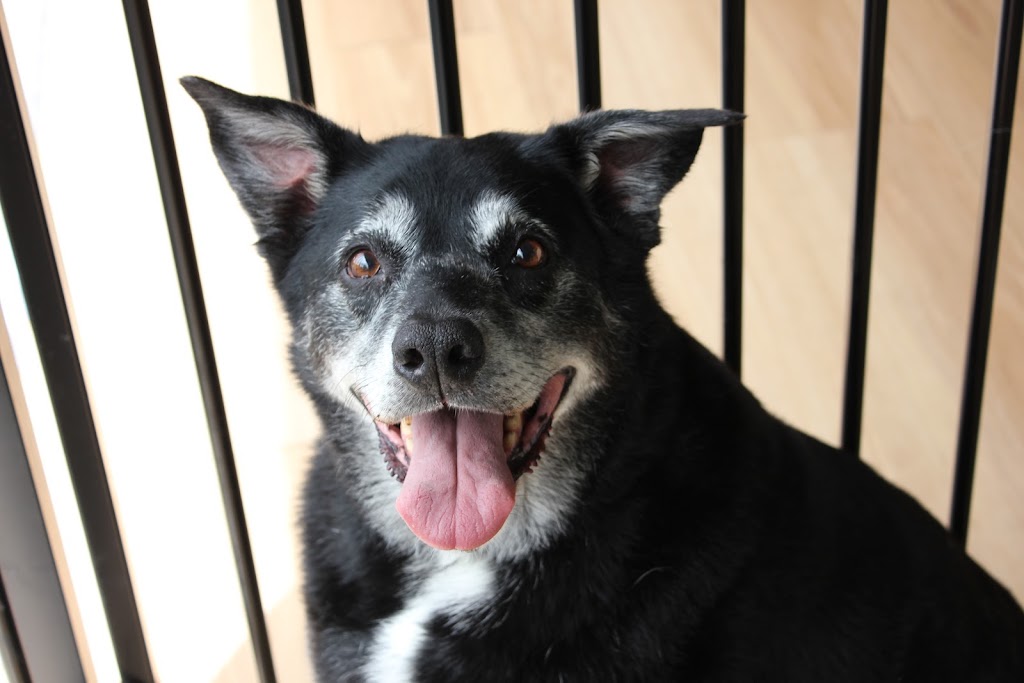 Dribble & Drool Dog Grooming | 13 Georgia Cl, Tooradin VIC 3980, Australia | Phone: 0447 821 234