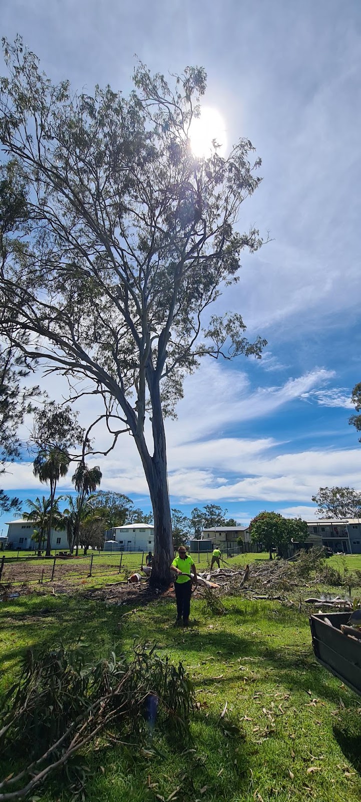 M&S tree services vegetation management | 34 Unity St, Maryborough QLD 4650, Australia | Phone: 0413 911 909