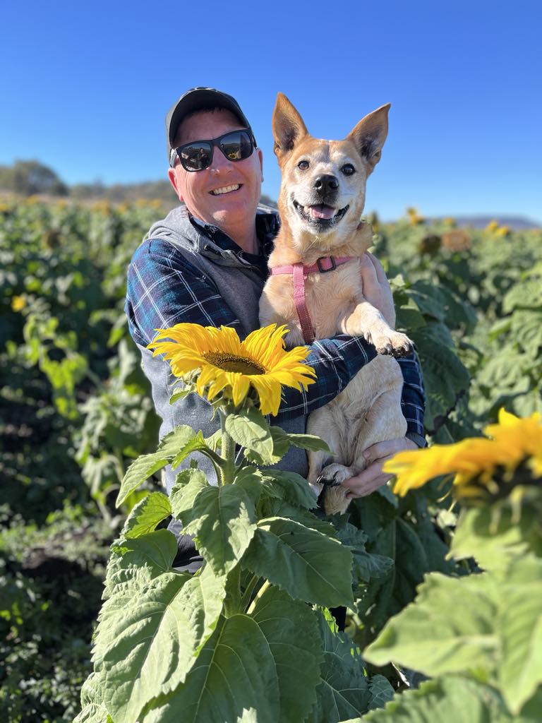 Warraba Sunflowers | 439 Mcnallys Rd, Cambooya QLD 4358, Australia | Phone: 0475 389 305