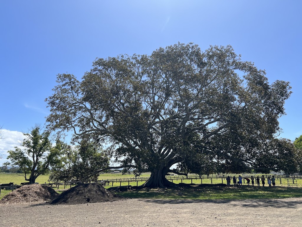 Gotcha Speckle Park | 43 Dumaresq Island Rd, Dumaresq Island NSW 2430, Australia | Phone: 0488 988 244