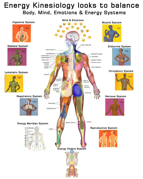 Kinesiology Gold Coast Therapy | 23/26 Nikau Cres, Nerang QLD 4211, Australia | Phone: 0433 997 896
