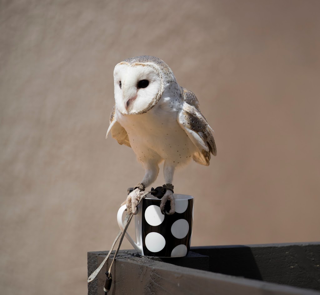 Full Flight Birds of Prey Centre | 195 Kennedys Rd, Miners Rest VIC 3352, Australia | Phone: 0429 959 991