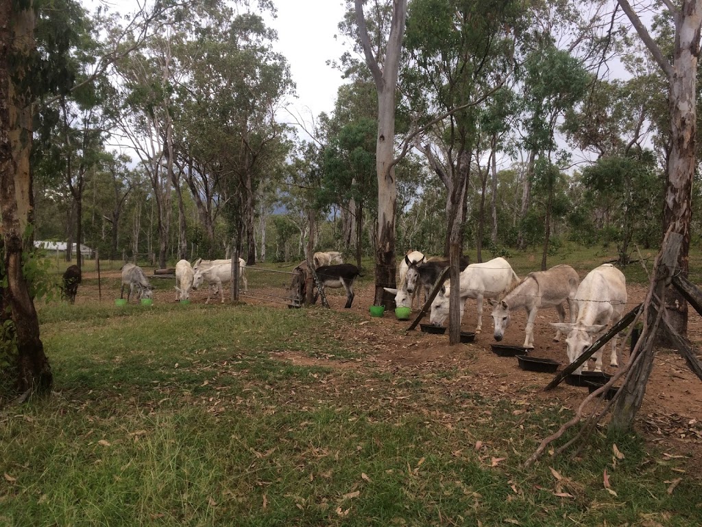 Kalinvale Farm | LOT 3765 Rocca Rd, Kalunga QLD 4887, Australia | Phone: 0476 546 914