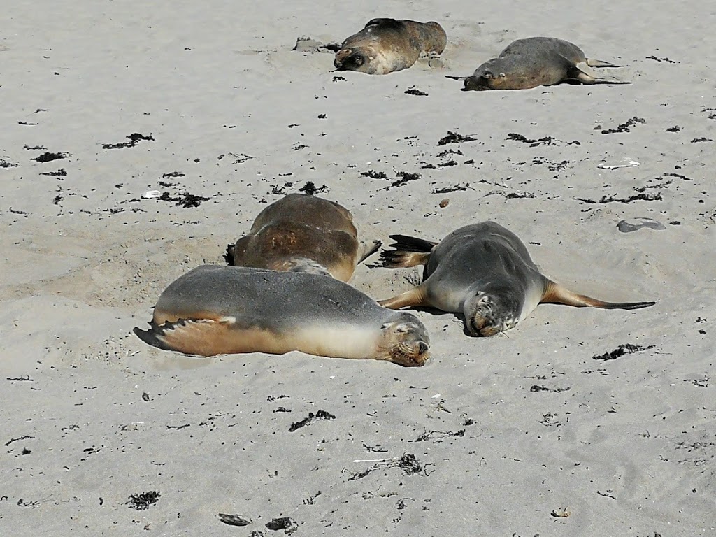 Seal Bay Conservation Park | Seal Bay Rd, Seal Bay SA 5221, Australia | Phone: (08) 8553 4463