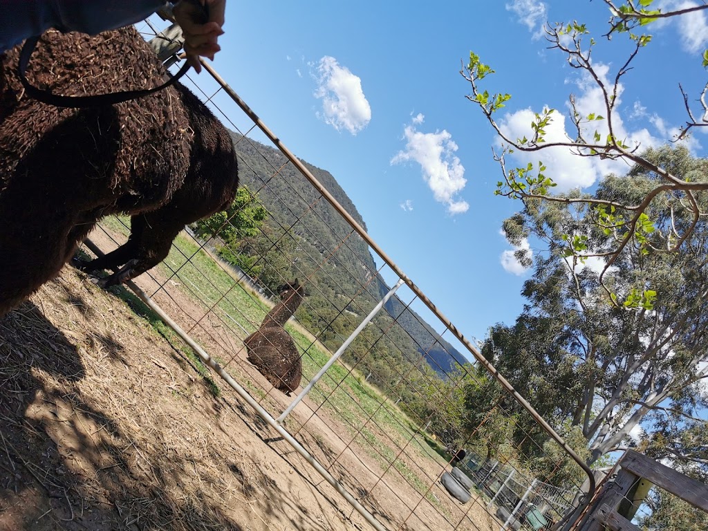 ADORE Alpacas | 359 Sandy Creek Rd, Mount Vincent NSW 2323, Australia | Phone: 0439 475 493