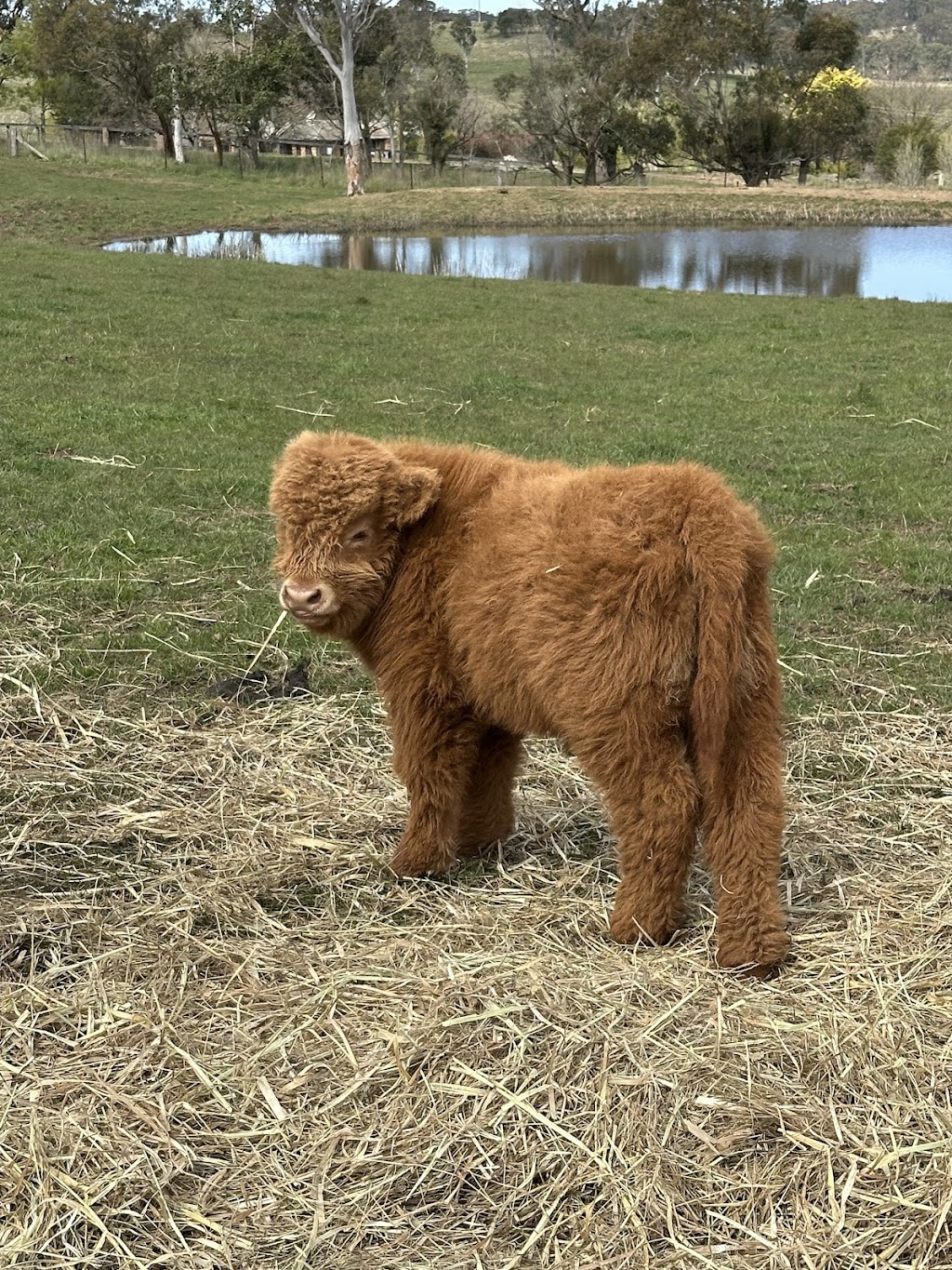 Minard Farm | 135 Richards Ln, Joadja NSW 2575, Australia | Phone: 0456 856 080