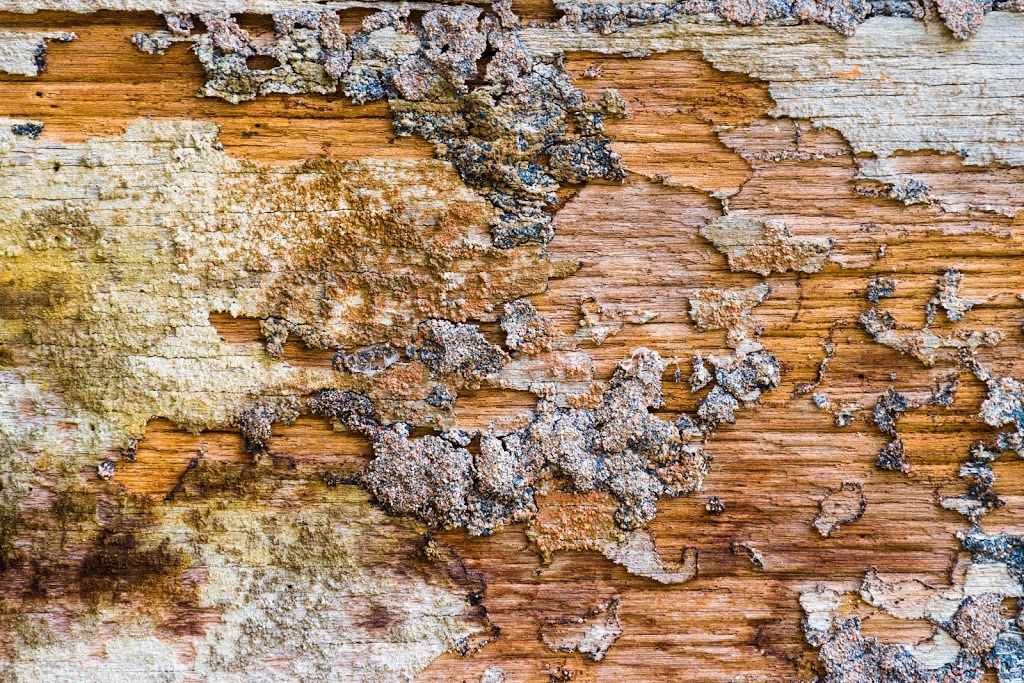 ABC Termite Control Rose Bay | Termite Control, Rose Bay NSW 2029, Australia | Phone: 0488 886 019