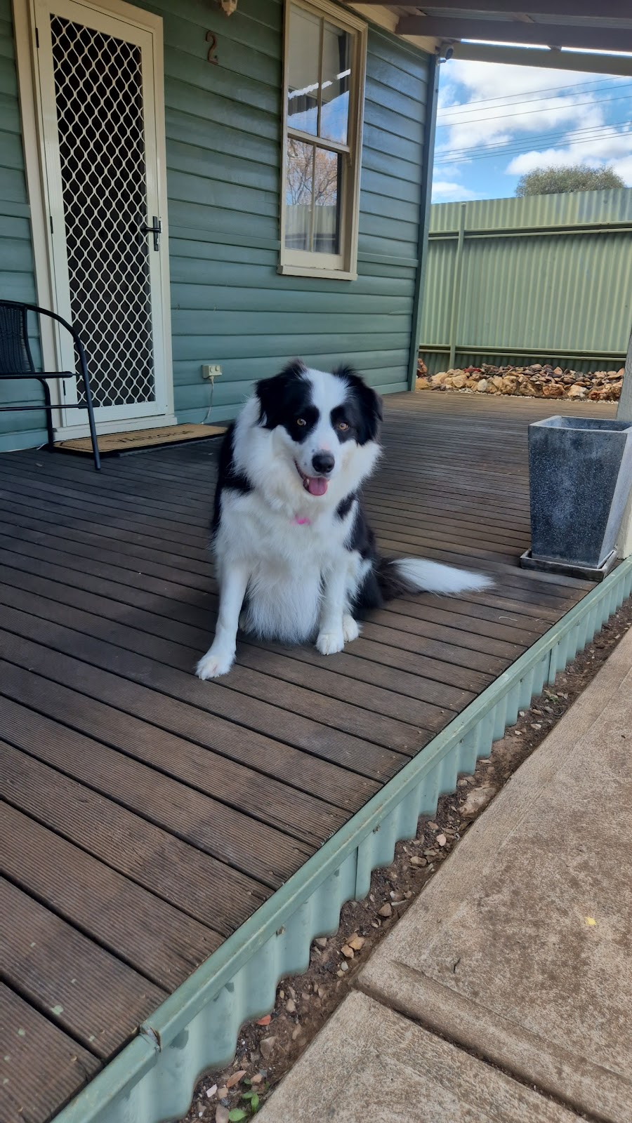 Pampered Pets Grooming Service | 240 Boulder Rd, South Kalgoorlie WA 6430, Australia | Phone: (08) 6010 0801