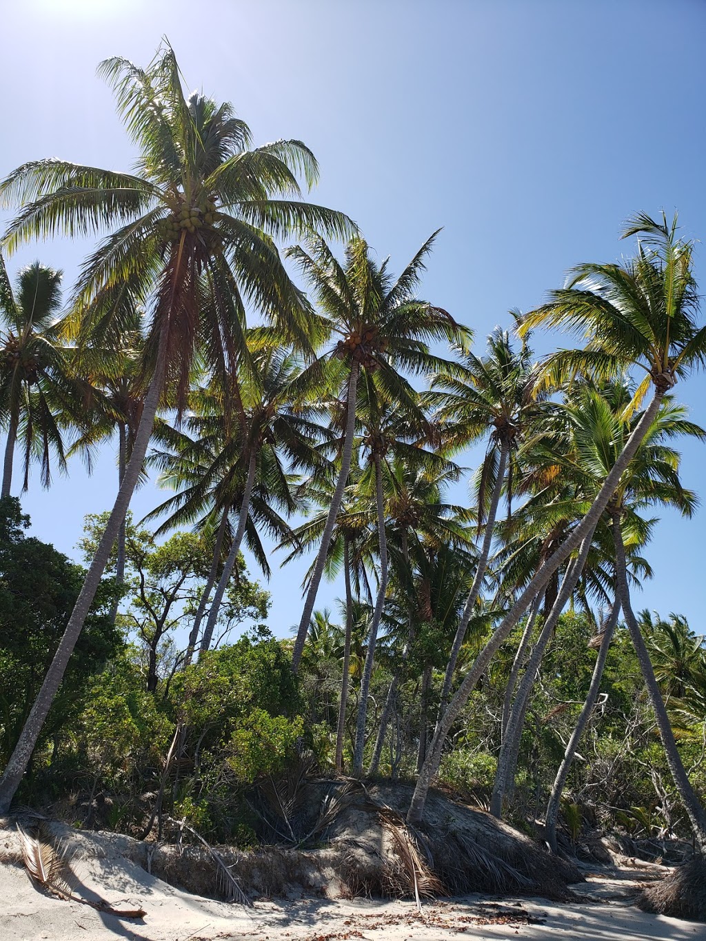 Alicias starfish shell | 70 Mitre St, Craiglie QLD 4877, Australia