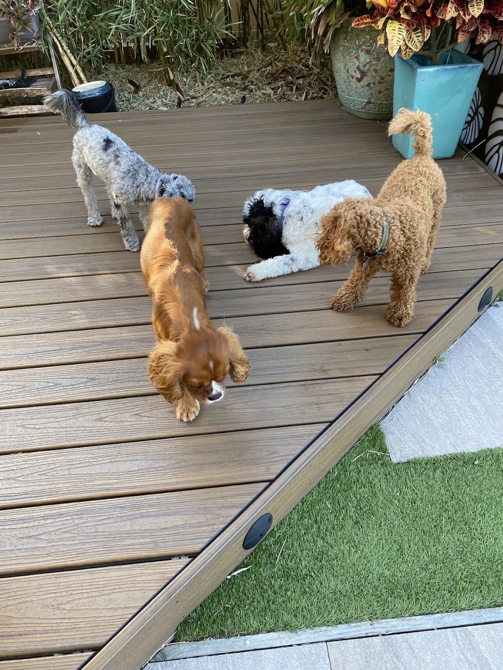 Oodles Of Fun Dog Boarding and Day Care | Mount Hutton NSW 2290, Australia | Phone: 0407 142 123