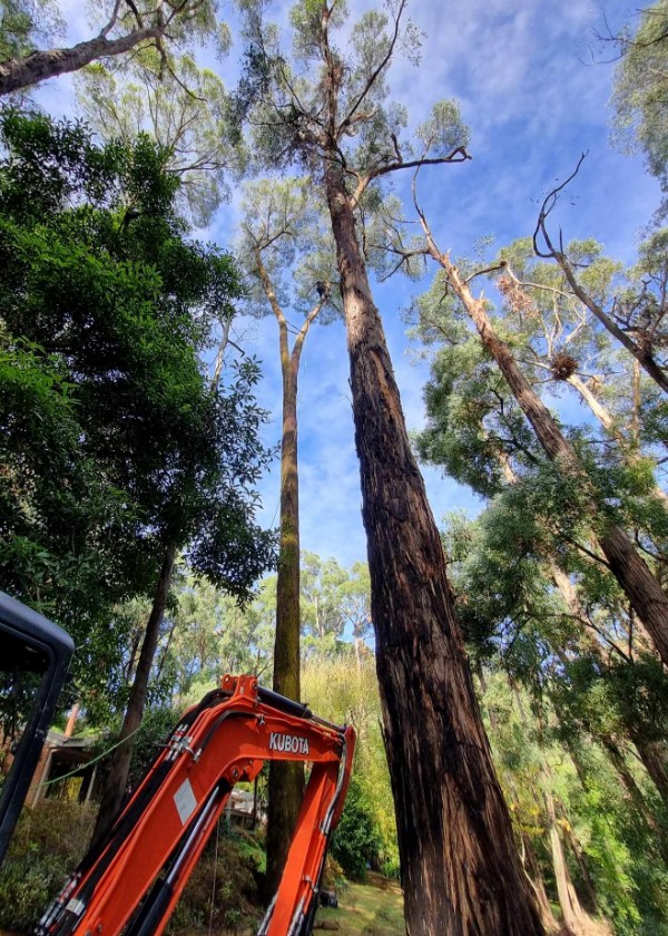 Next Step Tree Removals | 413 Monbulk Rd, Monbulk VIC 3793, Australia | Phone: 0455 331 045