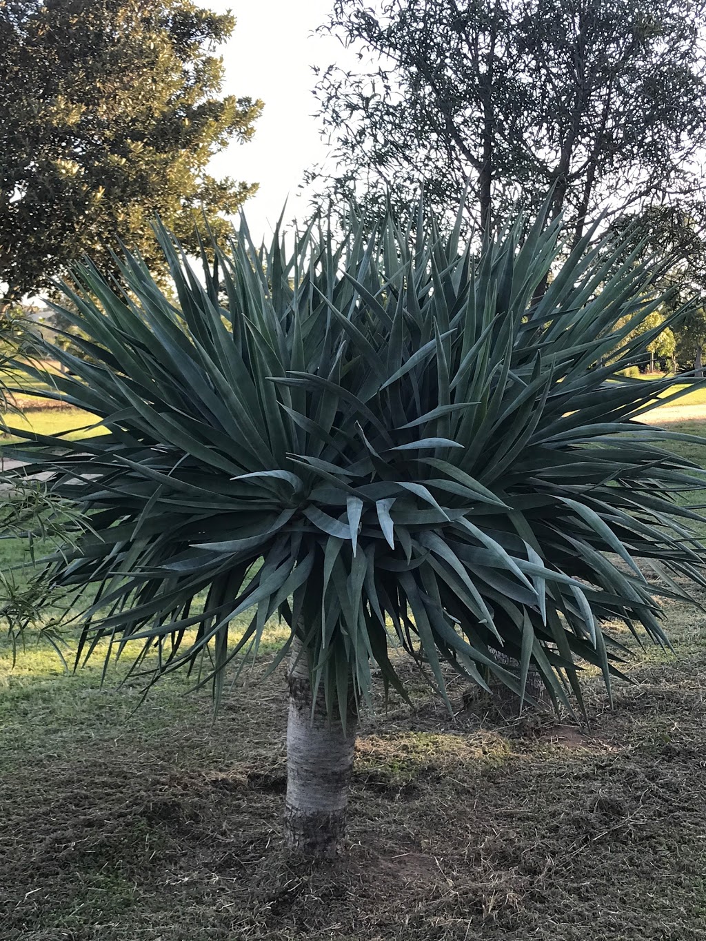 Station Creek Tree Farm |  | 123 Nerreman Rd, Wivenhoe Pocket QLD 4306, Australia | 0419344283 OR +61 419 344 283