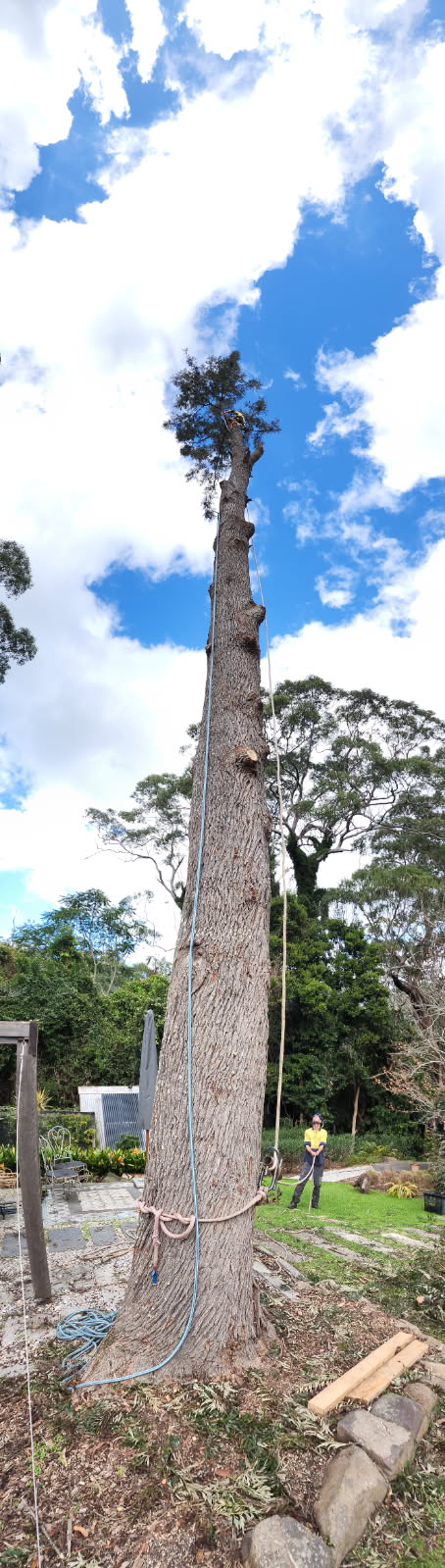 DC TREE CARE | Far Meadow NSW 2535, Australia | Phone: 0423 903 946