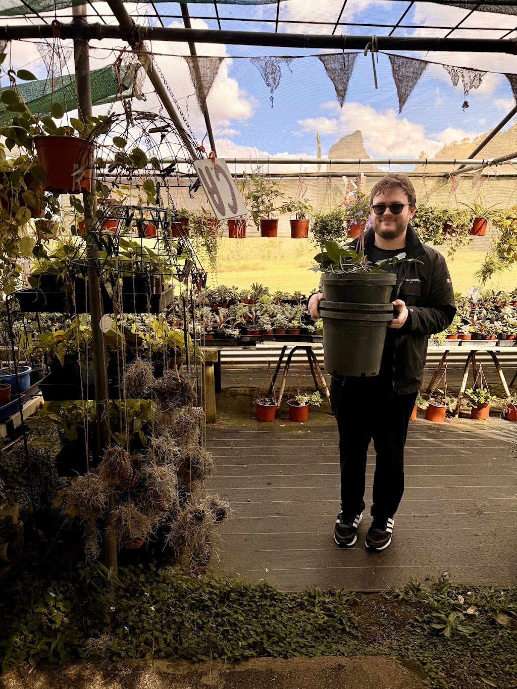 Issies Succulents | 2340 Old Gympie Rd, Glass House Mountains QLD 4518, Australia | Phone: 0408 451 654
