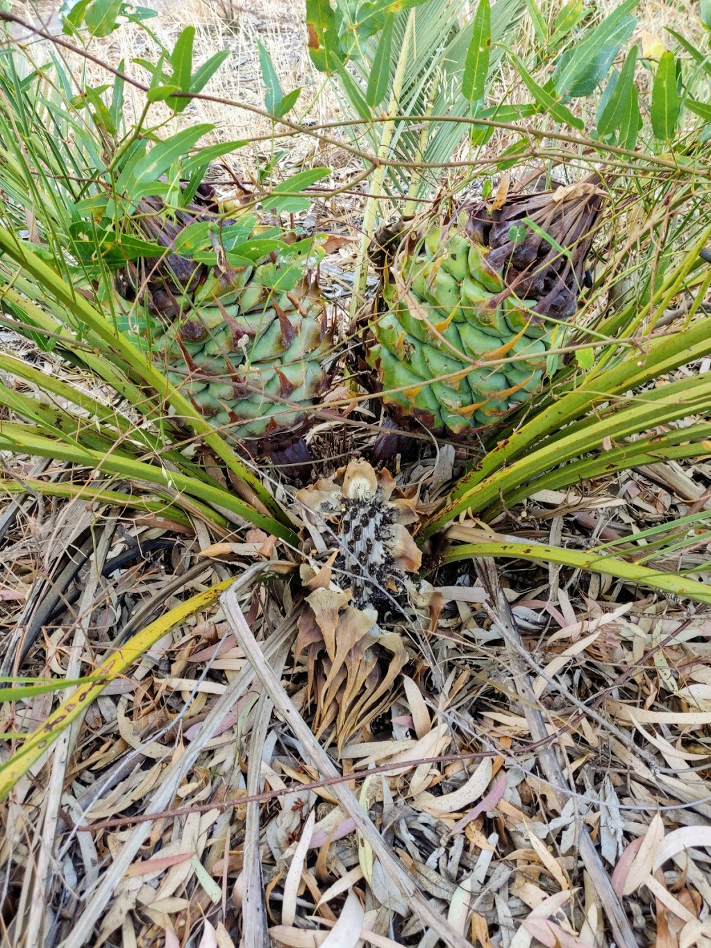 Yangebup Flora and Fauna Reserve | park | Yangebup WA 6164, Australia