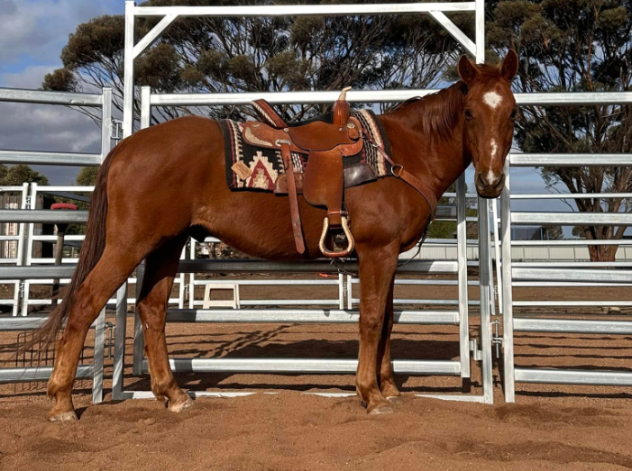 Bellhaven Ranch | 705 Carrs Rd, Anakie VIC 3213, Australia | Phone: 0403 899 643