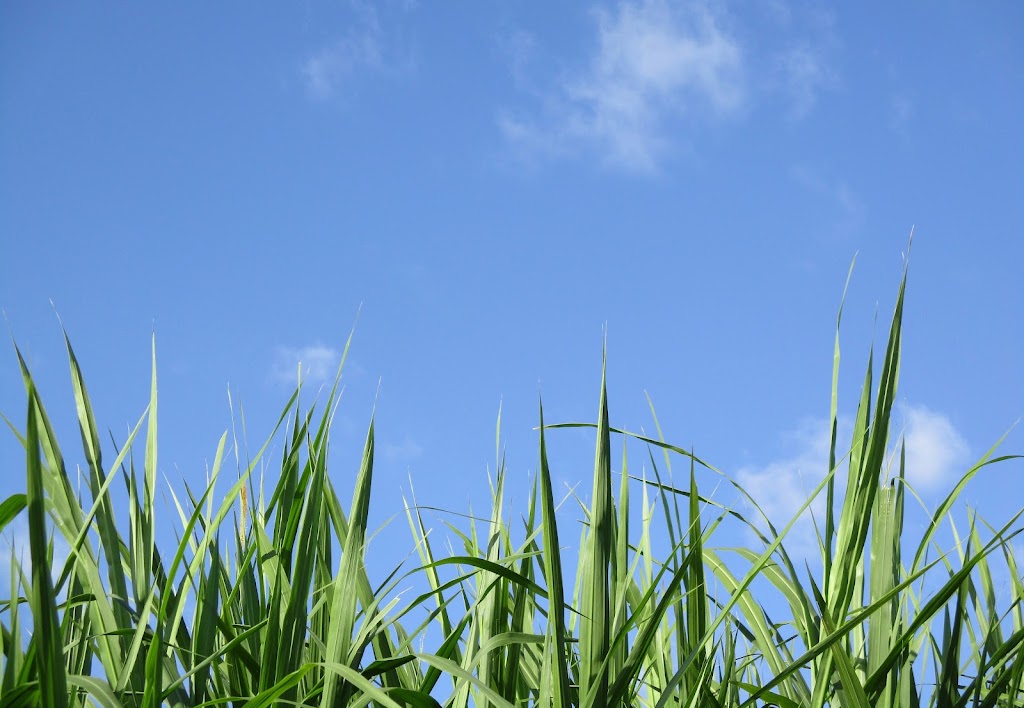 Viking Lawncare & Irrigation | 18 Boyd St, North Warrandyte VIC 3113, Australia | Phone: 0400 170 337