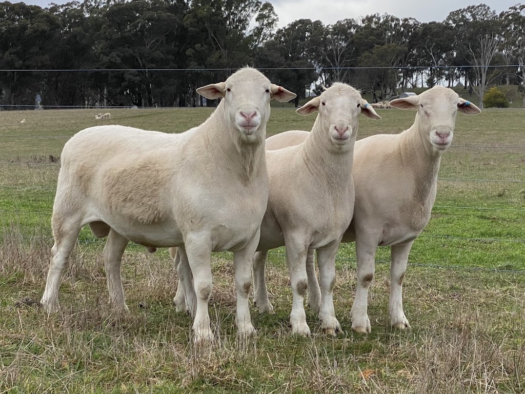 The SheepMaster Parent Stud | 837 Goodacre Dr, Woodstock NSW 2793, Australia | Phone: 0472 646 426