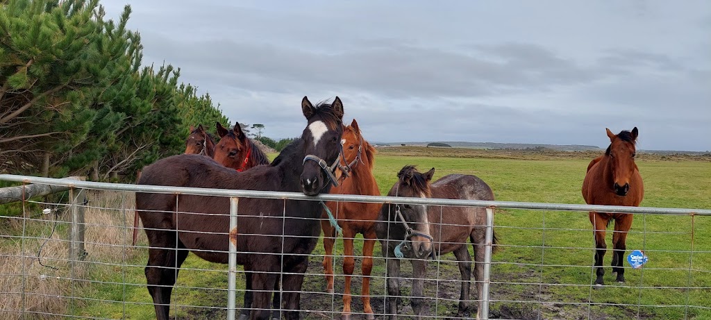 Motree Thoroughbreds | 2828 Waterhouse Rd, Waterhouse TAS 7262, Australia | Phone: 0417 350 064