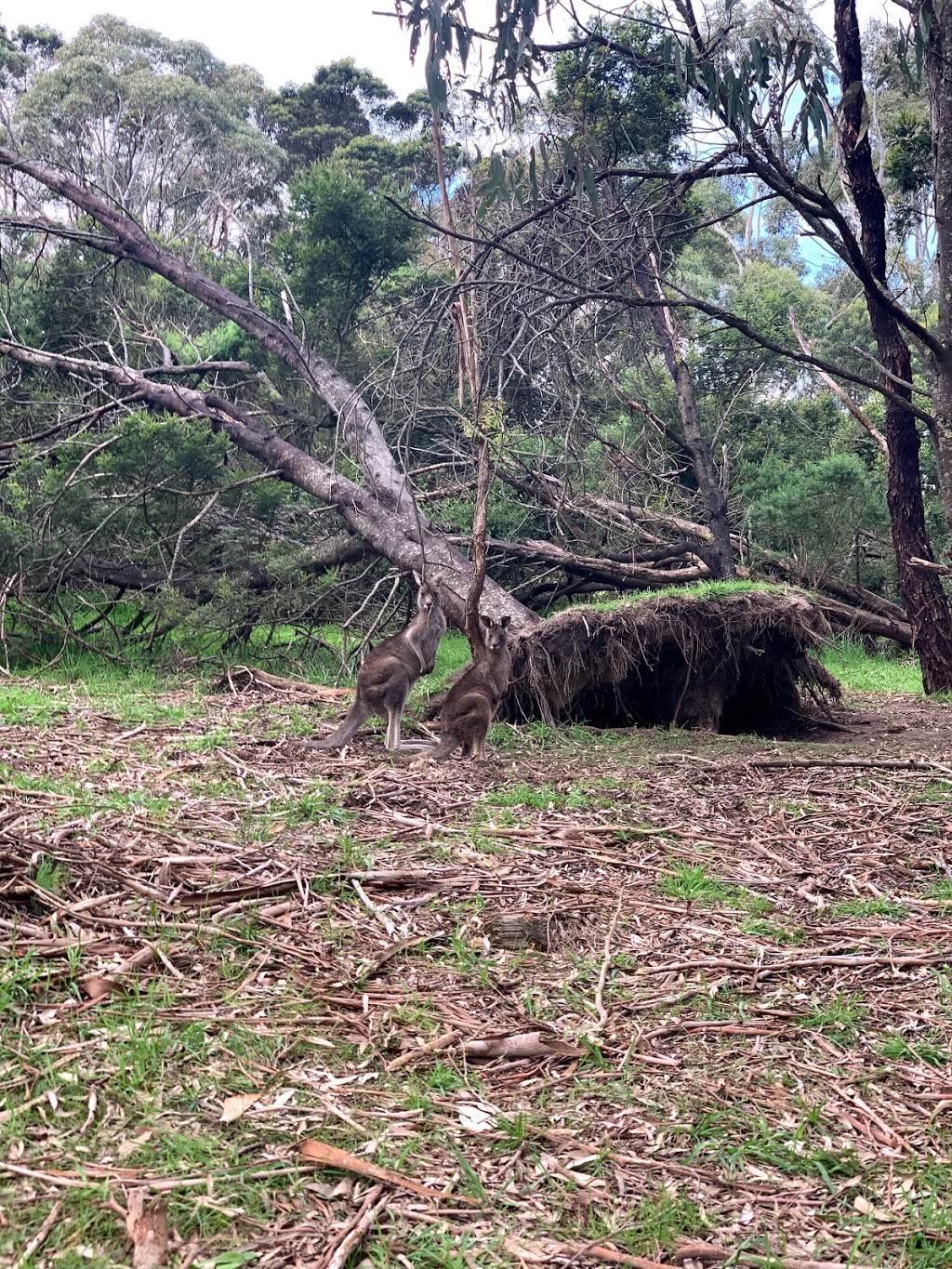 TC McKellar Circuit Walk | Tc McKellar Circuit Walk, Arthurs Seat VIC 3936, Australia