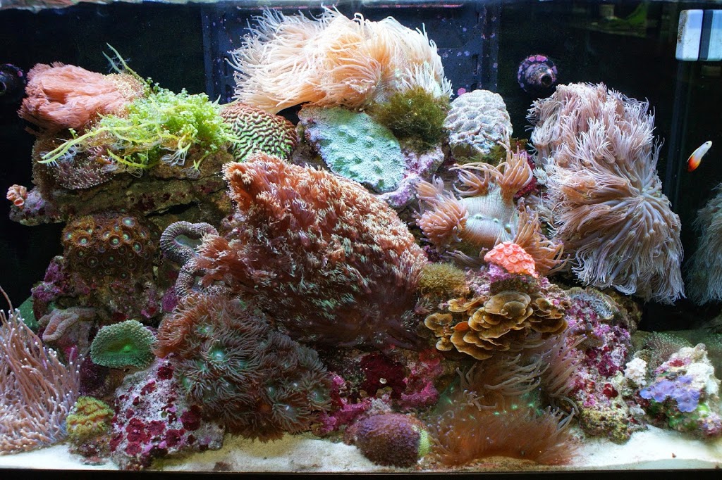 Deep Blue Aquarium | pet store | 11/27 Jenkins Ave, Whyalla SA 5608, Australia | 0886455251 OR +61 8 8645 5251
