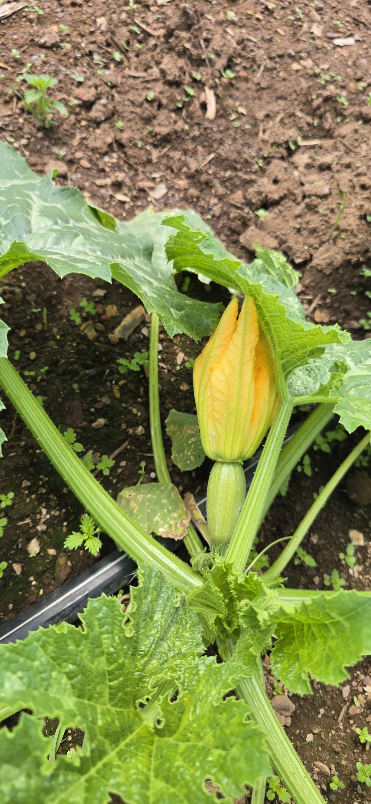 JK Integrated Farm | 199 Mowbray Park Rd, Mowbray Park NSW 2571, Australia | Phone: 0420 803 897