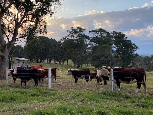 Australian Concrete Fence Posts | 354 Broadwater Rd, Dungarubba NSW 2480, Australia | Phone: (02) 6682 8614