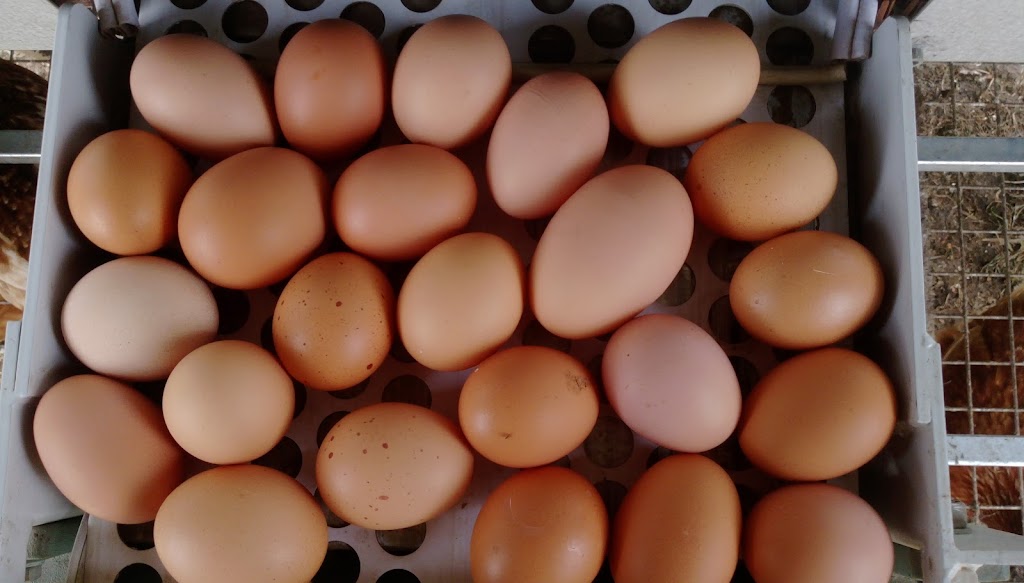 Tamar Valley Pastured Eggs |  | 16 Lamont Rd, Glengarry TAS 7572, Australia | 0412499474 OR +61 412 499 474