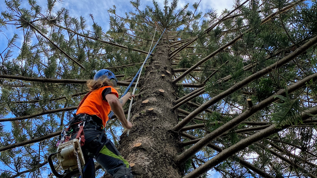 Cutting Edge Tree Maintenance | 42 Wakal St, Charlestown NSW 2290, Australia | Phone: (02) 4003 4400
