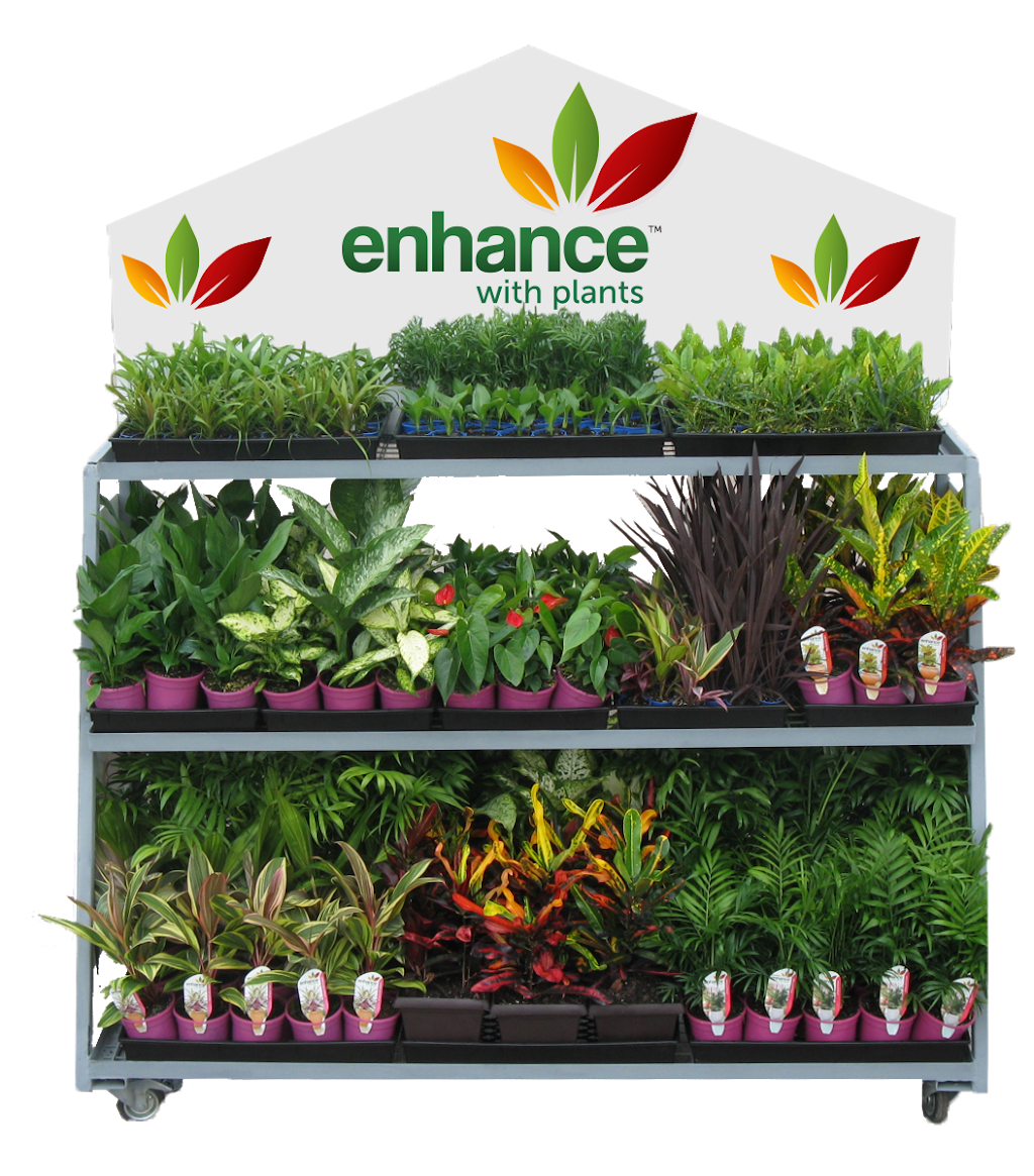 Hervey Bay Nurseries | 101-135 Toogoom Rd, Toogoom QLD 4655, Australia | Phone: (07) 4128 0624