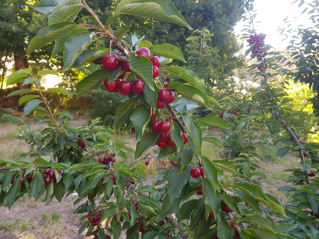 Montacute Valley Orchards | 93 Institute Rd, Montacute SA 5134, Australia | Phone: (08) 8390 2213