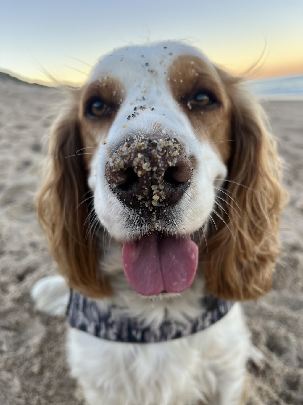 Little Woofs Doggy Daycare | 611b Wisemans Ferry Rd, Somersby NSW 2250, Australia | Phone: 0424 368 770