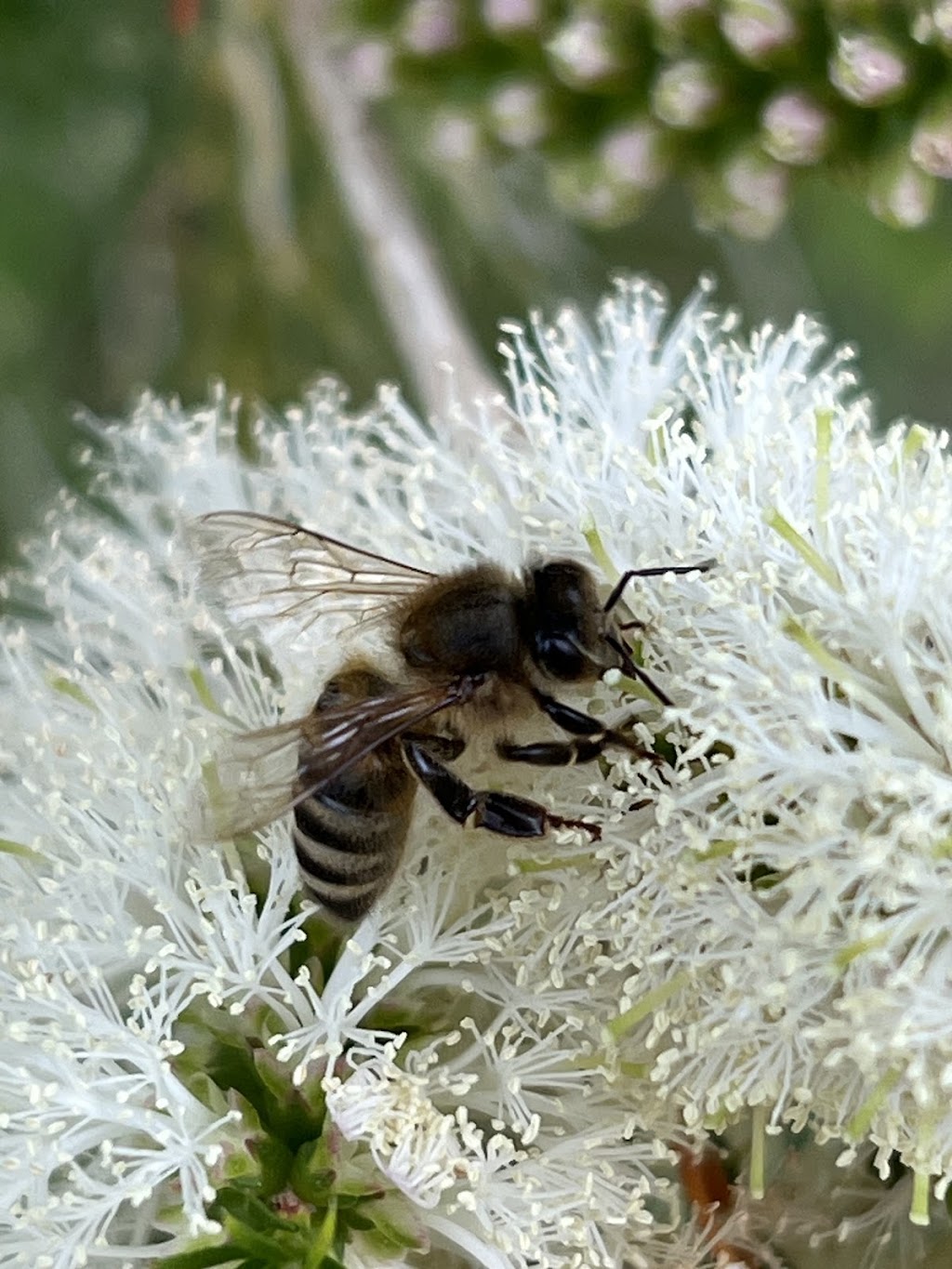 Arthurs Creek Bees and Honey | Arthurs Creek Rd, Arthurs Creek VIC 3099, Australia | Phone: 0419 567 308