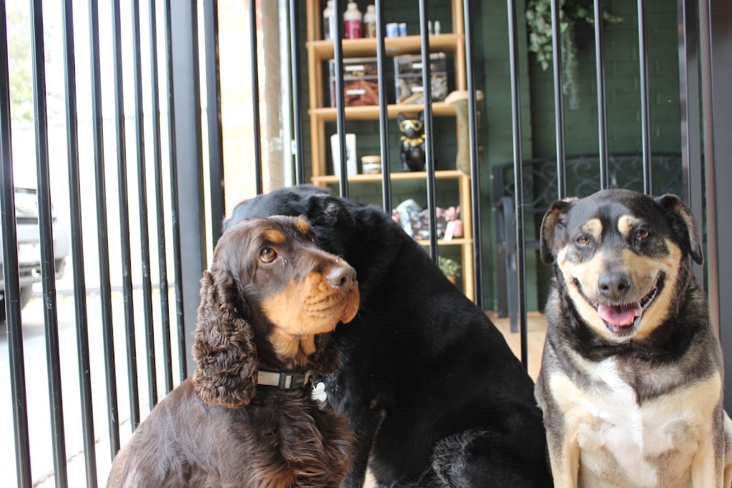 Dribble & Drool Dog Grooming | 13 Georgia Cl, Tooradin VIC 3980, Australia | Phone: 0447 821 234