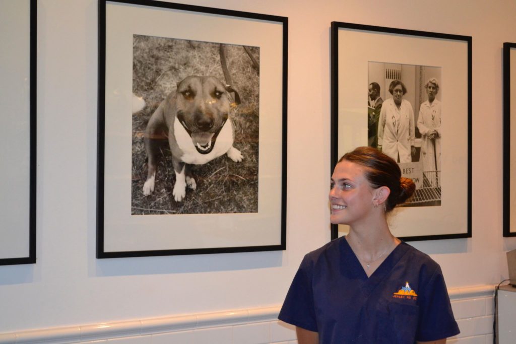 Jersey Road Veterinary Hospital | 176 Jersey Rd, Woollahra NSW 2025, Australia | Phone: (02) 9363 3563