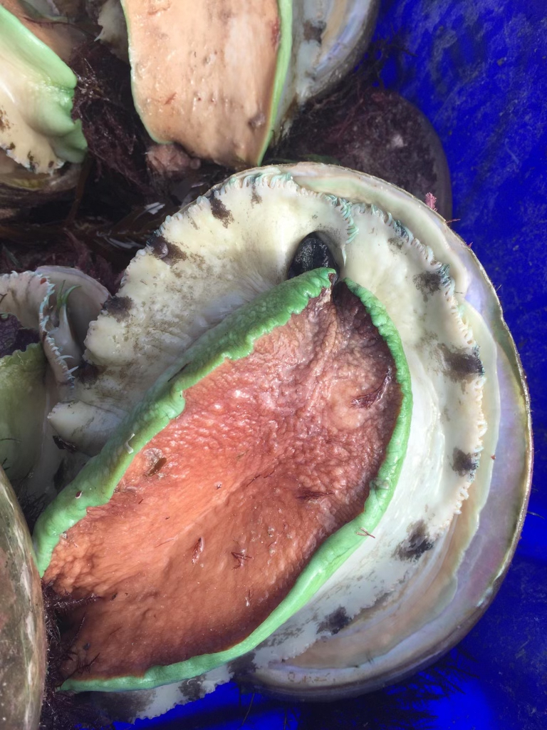 Candy Abalone | 21 Pothana Rd, Electrona TAS 7054, Australia | Phone: 0419 562 716