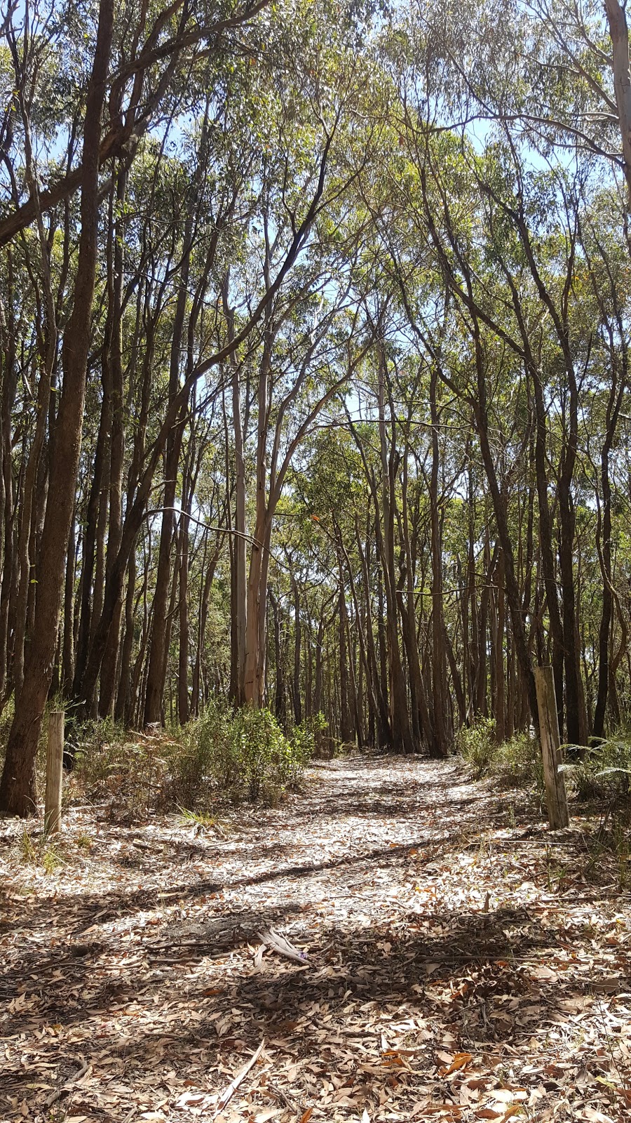 State Forest | Glen Park VIC 3352, Australia
