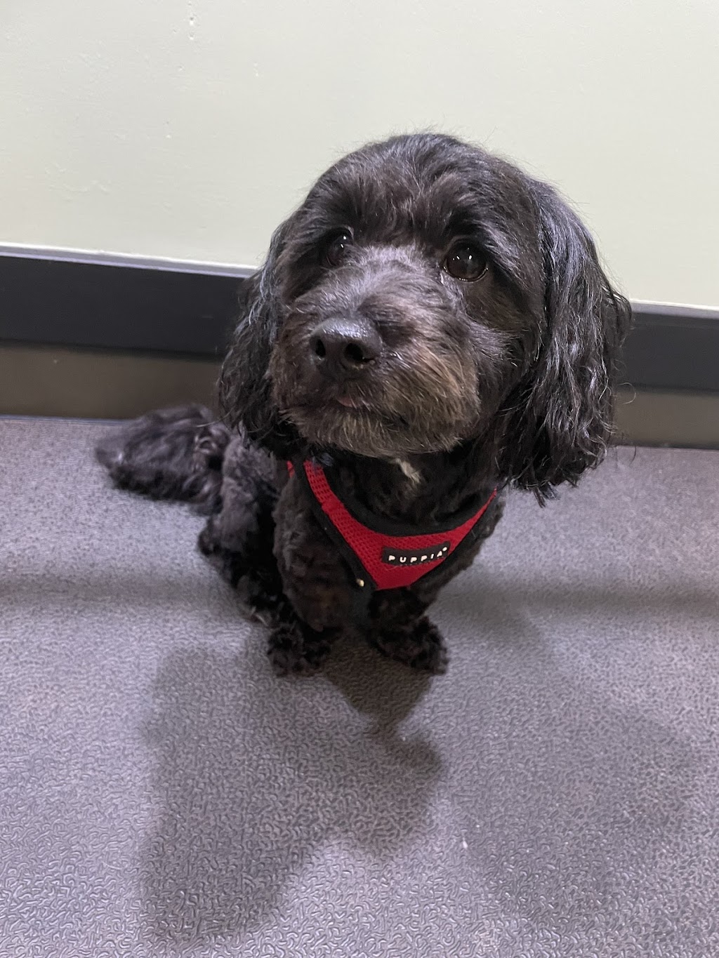 Scrub Woofers Dog Grooming | 4 Penelope Dr, Cornubia QLD 4130, Australia | Phone: 0449 796 654