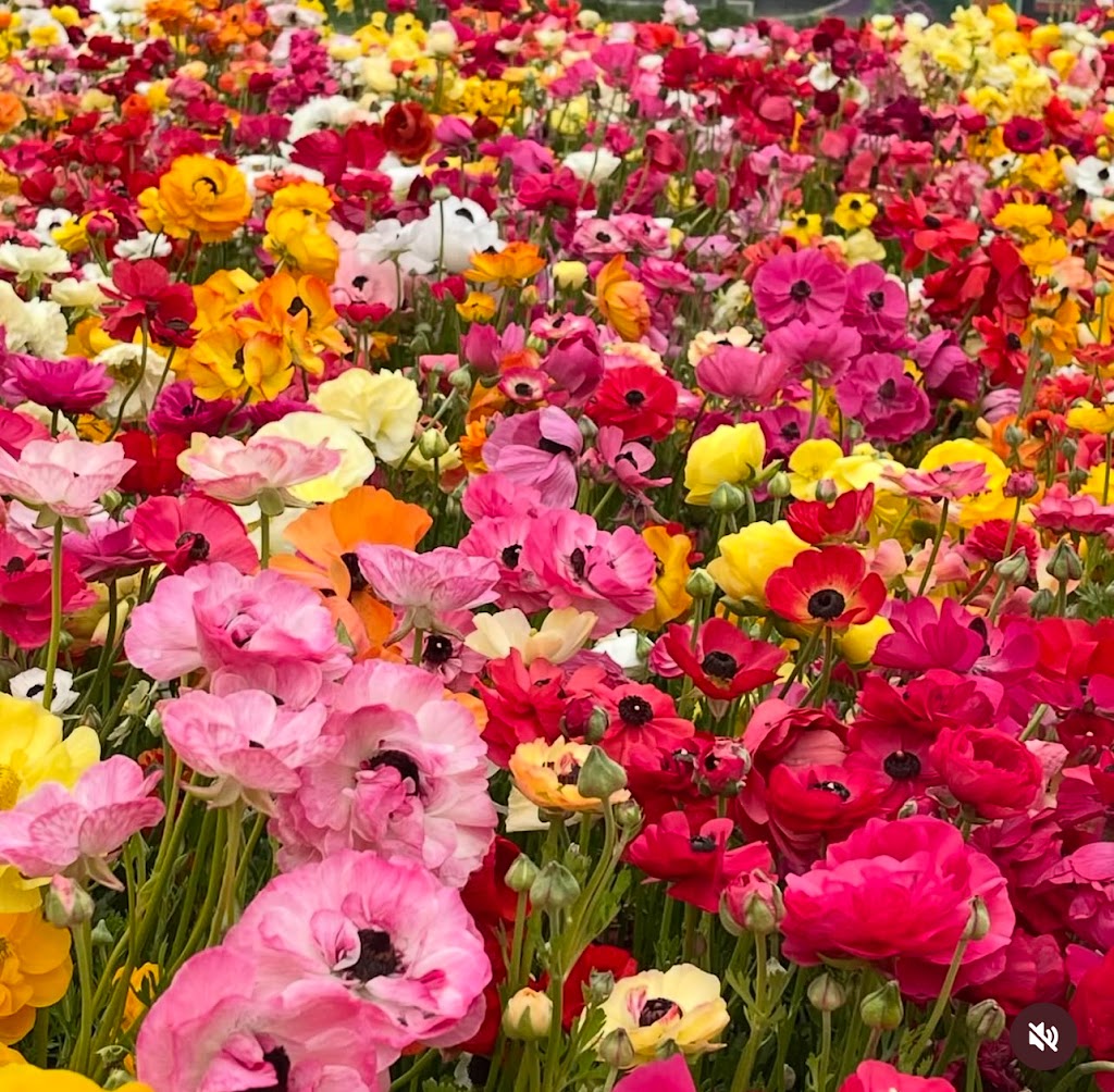 Serendipity Strawberry & Flower Farm | 1556 Princes Hwy, Bimbimbie NSW 2536, Australia | Phone: 0417 469 525