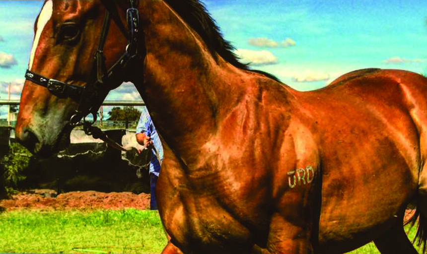 WAHHA Thoroughbreds & Lee Carrow Spelling Farm | 11611 Gwydir Hwy, Delungra NSW 2403, Australia | Phone: 0428 951 059