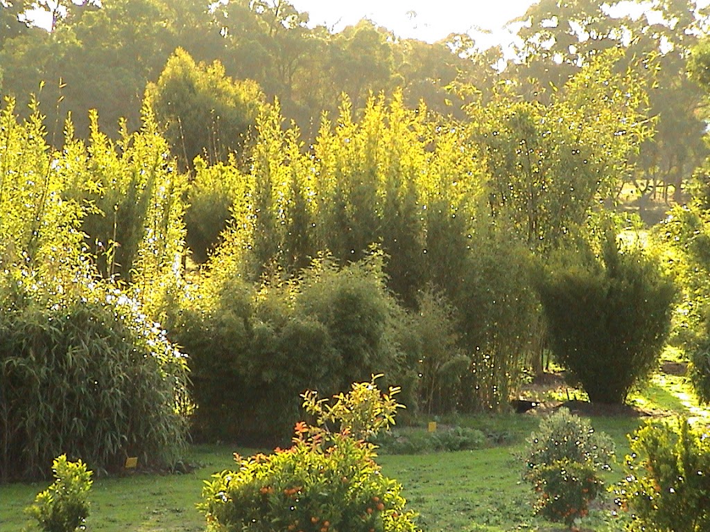 Hillside Bamboo Nursery | 1416 Porongurup Rd, Porongurup WA 6324, Australia | Phone: (08) 9853 1123