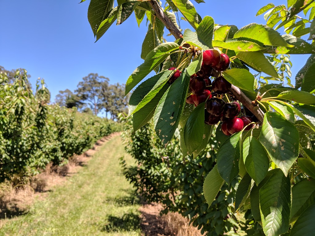 Seville Farm Cherries |  | 56 Monbulk-Seville Rd, Seville VIC 3139, Australia | 1300360056 OR +61 1300 360 056