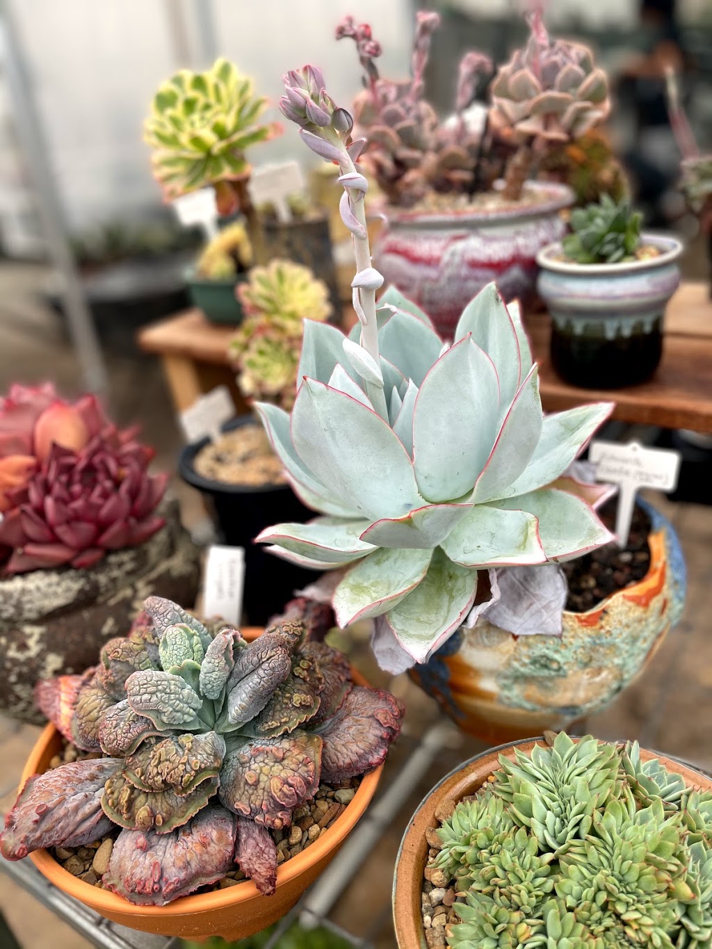 Succulents Australia | store | 429 Monbulk Rd, Monbulk VIC 3793, Australia