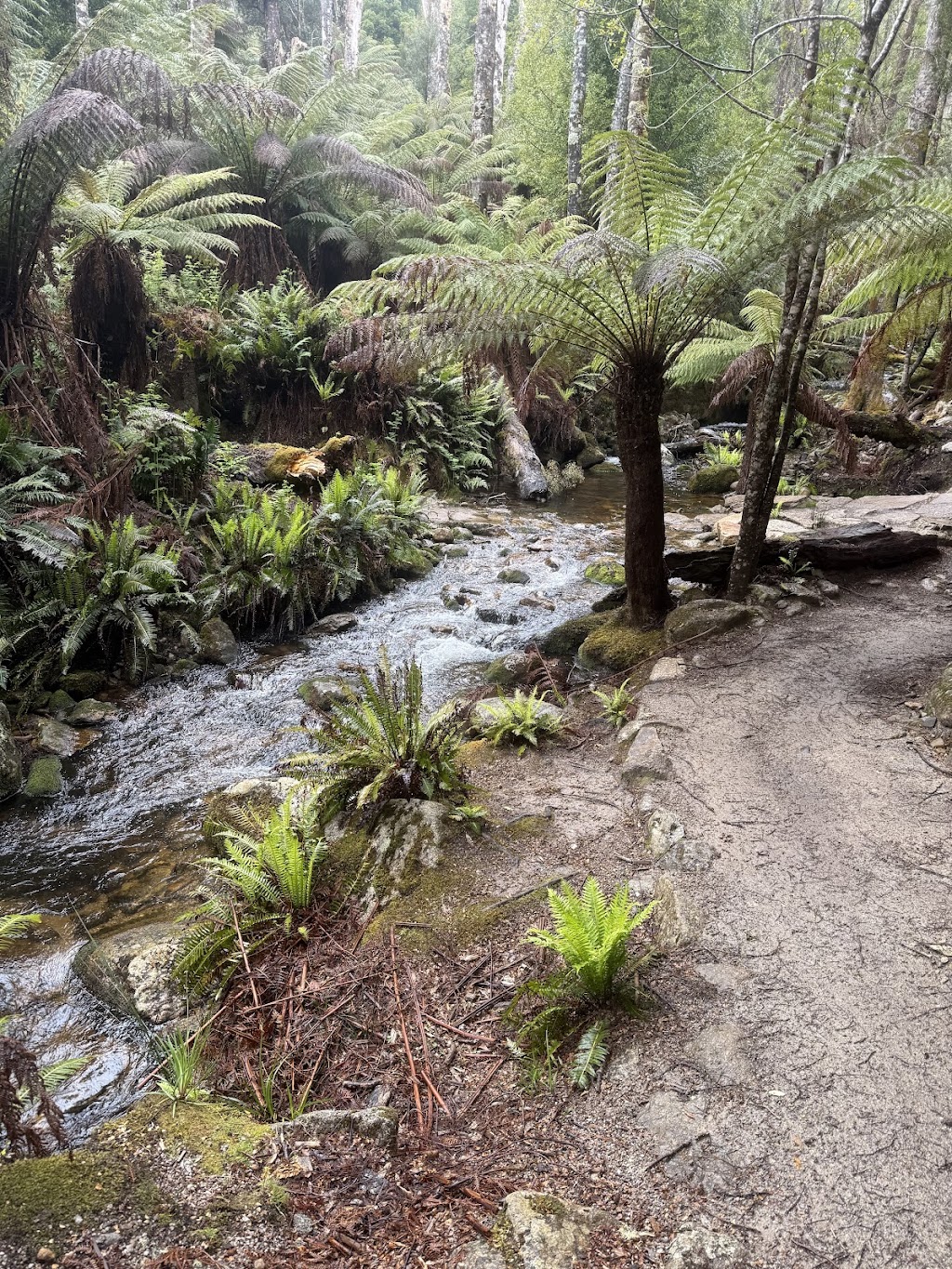 Up Down Around MTB | 30 Main St, Derby TAS 7264, Australia | Phone: 0487 379 643